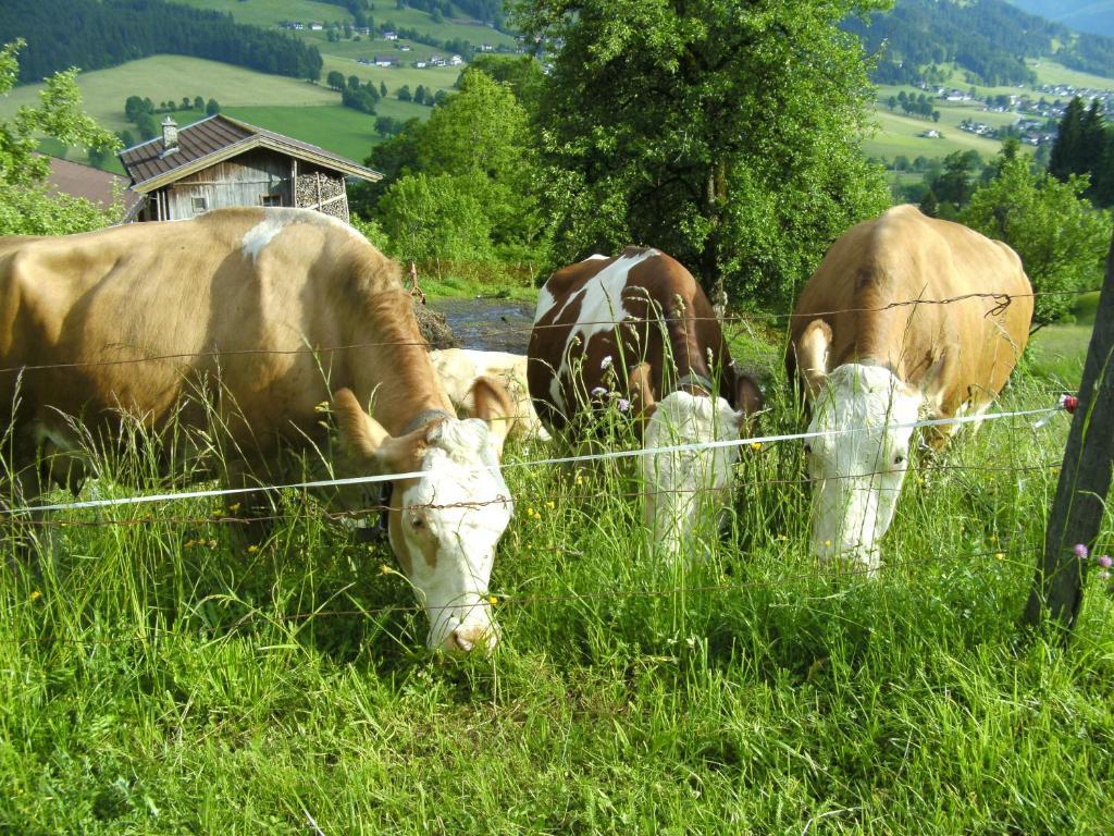 Bauernhof Hundbichl Villa Brixen im Thale Dış mekan fotoğraf